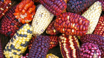 5 Spots to Enjoy Elotes in Mexico